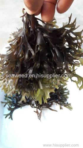 seamoss chondrus crispus irishmoss