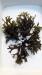 seamoss chondrus crispus irishmoss