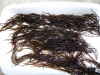 seaweed dried chicoria de mar