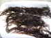 seaweed dried chicoria de mar