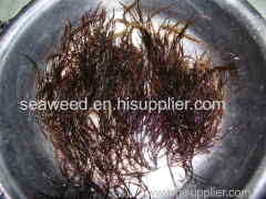 seaweed dried chicoria de mar