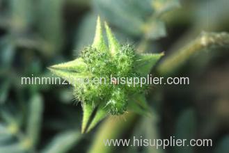 Tribulus Terrestris Extract Powder