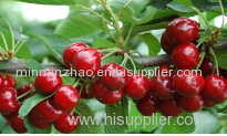 Cherry powder for food and beverage