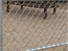 hot sale pvc coated used chain link fence for sale