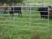 /cheap welded cattle panels for sale