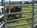 Hot dipped galvanized livestock metal fence panels / cattle panel horse panel yard