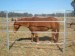 Hot dipped galvanized livestock metal fence panels / cattle panel horse panel yard