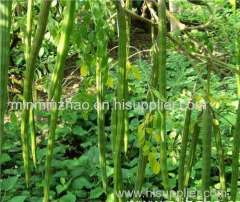 Dried moringa leaf powder