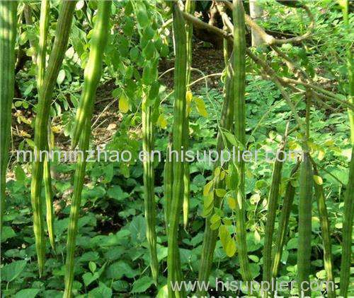 Dried moringa leaf powder