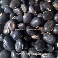 High Quality Mucuna Seeds