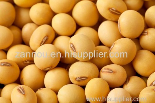 Hight quality soy bean