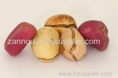 Hight quality fresh kola nut