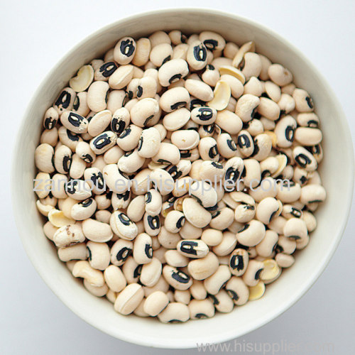 Hight quality White Kidney Beans