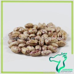 American Round Light Speckled Kidney Beans LSKB Sugar Beans for Sale Pinto Beans Size 200-220 2016 crop