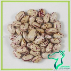 American Round Light Speckled Kidney Beans LSKB Sugar Beans for Sale Pinto Beans Size 200-220 2016 crop