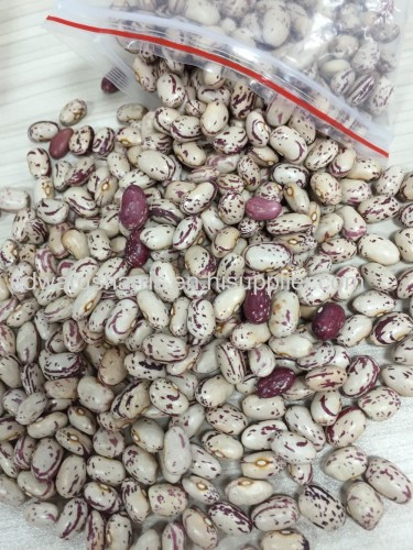 American Round Light Speckled Kidney Beans for Sale Size 200-220 2016 crop