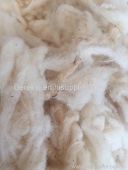 Raw Scoured Sheep Wool