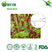 High quality giant knotweed extract/giant knotweed extract bulk resveratrol