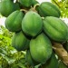young papaya fruit suppliers