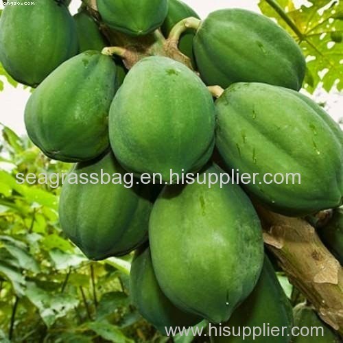 young papaya fruit suppliers