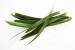 FRESH PANDANUS LEAVES suppliers