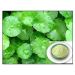 Pennywort powder Extract suppliers