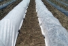 Nonwoven fabric for agriculture