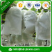 wholesale UV treated pp spunbond nonwoven banana bags grape bags plant cover banana growing protection cover