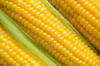 sweet corn maize grain
