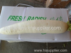 Fresh Pollution-free green health Radish