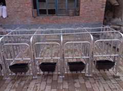 pig Gestation crate for sows with Hot dip Galvanized surface