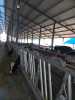 Hot dip galvanizing Cattle Headlocks