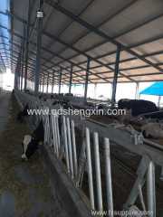 Hot dip galvanizing Cattle Headlocks