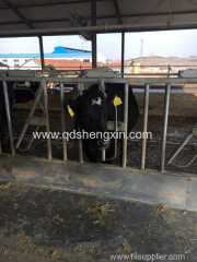 Hot dip galvanizing Cattle Headlocks