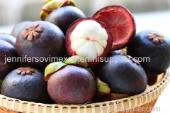 Fresh Mangosteen from Viet Nam