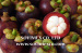 Fresh Mangosteen from Viet Nam