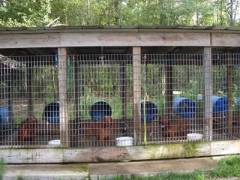 Welded Animal Pen and Cage