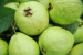 Fresh Guava - Fresh Guava Fruit