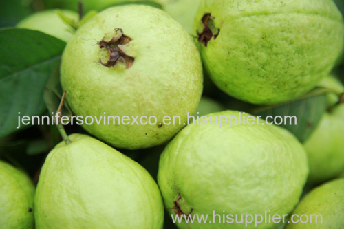 Fresh Guava - Fresh Guava Fruit