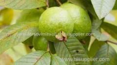 Fresh Guava - Fresh Guava Fruit