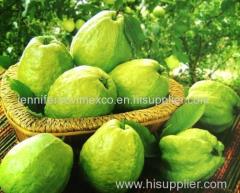 Fresh Guava - Fresh Guava Fruit