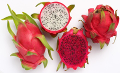 Fresh Dragon Fruit- Dragon Fruit High Quality