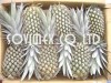 Fresh Pineapples - Pineapple Fruit High Quality