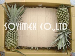 Fresh Pineapples - Pineapple Fruit High Quality