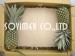 Fresh Pineapples - Pineapple Fruit High Quality