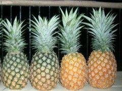 Fresh Pineapples - Pineapple Fruit High Quality