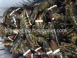 Fresh Live Canadian Lobsters