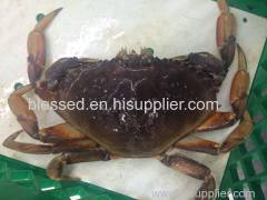 Live Dungeness Crabs from USA & Canada for sale