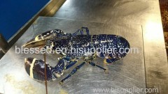 Scottish live blue lobster (homarus gammarus)