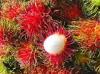 fresh Rambutan Fruit Thailand